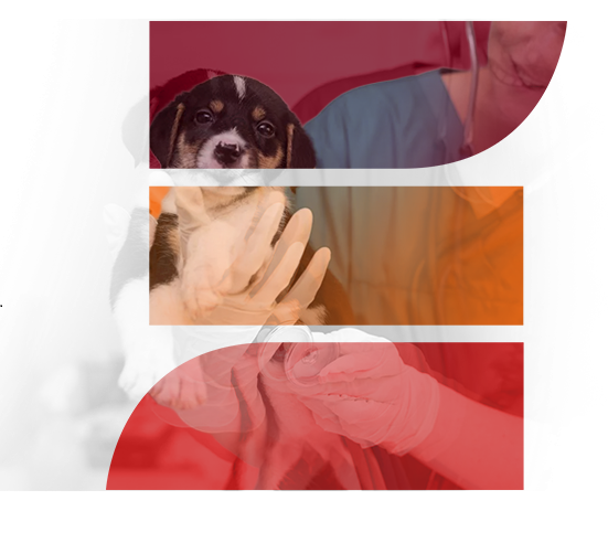 Veterinario con mascota